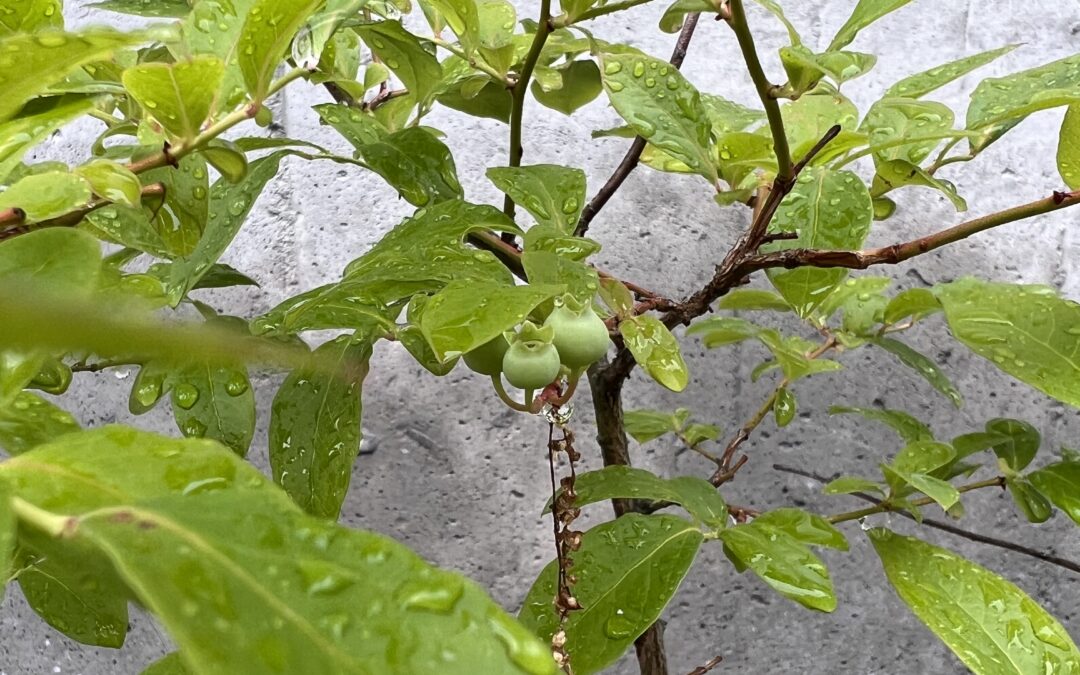 First of the Blueberries!